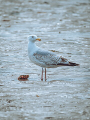 European Herring Gull feeding on a crab