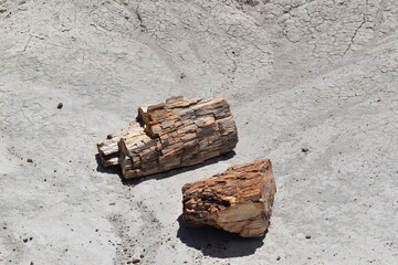 Large chunks of crystallized mineral logs on the ground in Petrified Forest National Park