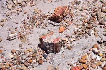 Large chunks of crystallized mineral logs on the ground in Petrified Forest National Park