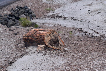 Large chunks of crystallized mineral logs on the ground in Petrified Forest National Park