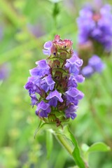 Prunella vulgaris (Self heal) flowers. Lamiaceae perennial herb. It grows by extending underground stems and produces lip-shaped purple flower spikes in summer.