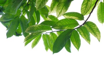 A Tropical tree with leaves branches on white isolated background for green foliage backdrop 