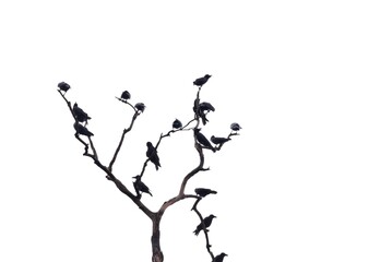 In selective focus a group of black crows sitting on the top of a tree trunk, white isolated...