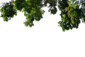 A Tropical tree with leaves branches on white isolated background for green foliage backdrop 
