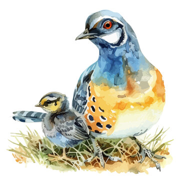 recommend clip art: Watercolor vector of a quail with quail chick, isolated on a white background, design art, drawing clipart, Illustration painting, Graphic logo, quail vector 