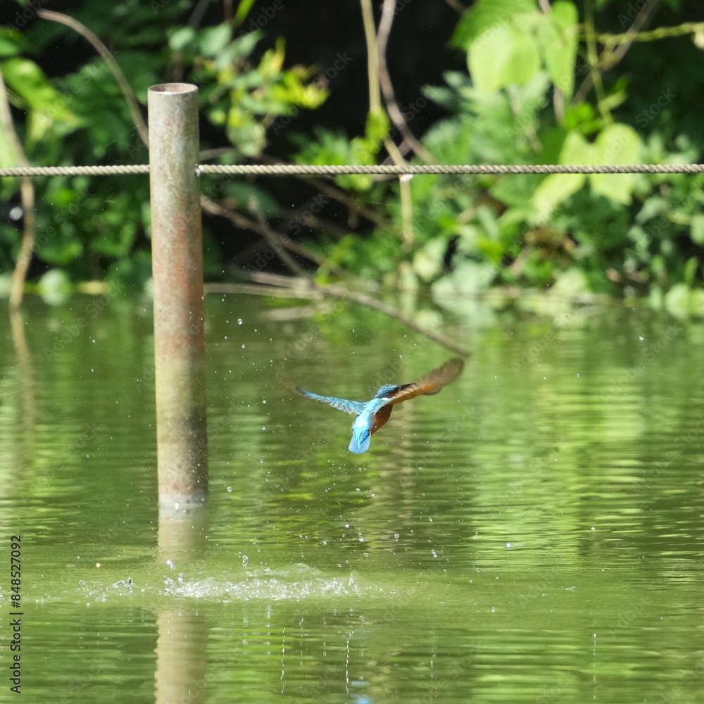 Wall mural common kingfisher in a field