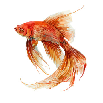 recommend clip art: Watercolor vector of a fighting fish, isolated on a white background, design art, drawing clipart, Illustration painting, Graphic logo, fighting fish vector 