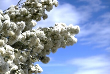 Melaleuca 'Snow in Summer' (Melaleuca linariifolia) flowers. An evergreen shrub of the Myrtaceae family native to Australia. Sweetly scented, pure white, snow-like flowers bloom in early summer.