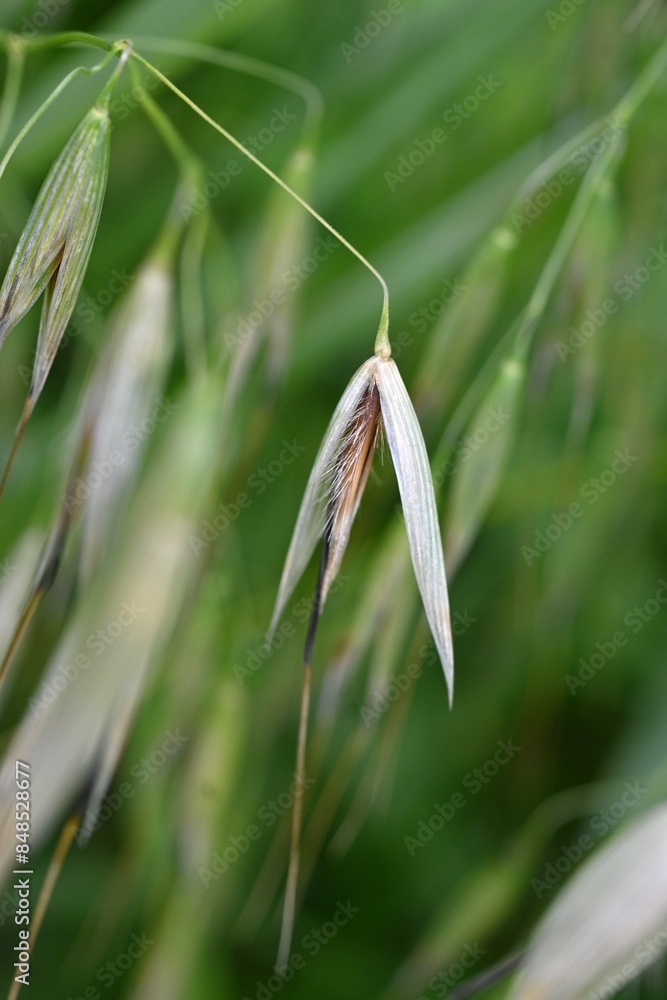 Poster wild oat (avena fatua). poaceae winter annual weed . a weed that grows in clusters along roadsides.