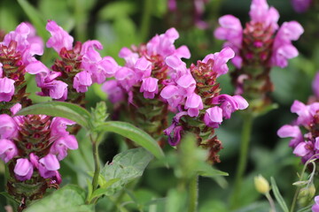 Prunella grandiflora Summer Rose. Blooming pink selfheal in garden.