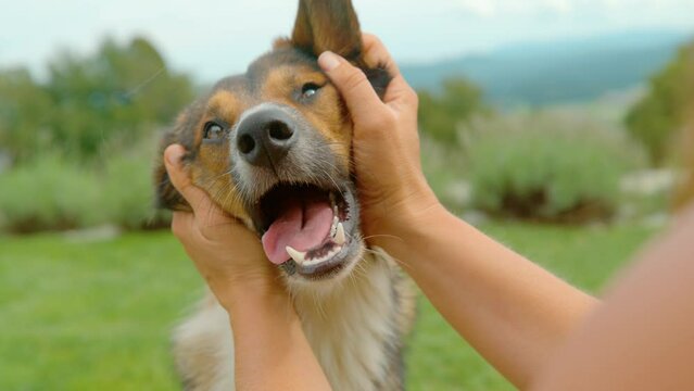 SLOW MOTION, CLOSE UP: Human hands massage and caress head of a cute brown dog. Doggo enjoys being petted by his loving owner in the green garden. The bond and friendship between a human and animal.