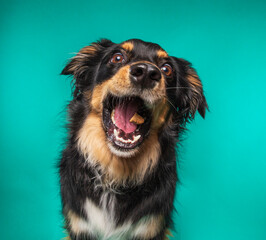 cute dog on an isolated background in a studio shot