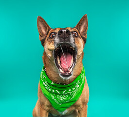 cute dog on an isolated background in a studio shot
