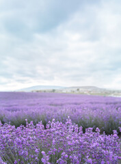 Fototapeta premium Lavender bushes closeup on sunset. Sunset gleam over purple flowers of lavender. Provence region of France.