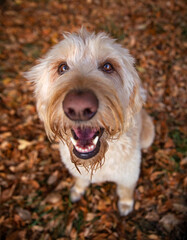 cute dog outside in a natural environment
