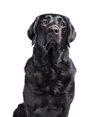 cute dog on an isolated background in a studio shot
