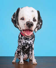 cute dalmatian bobble head isolated on a blue background in a studio shot