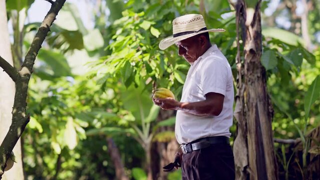 Farmer cuts a cocoa pod to inspect its size, weight and ripening level as a routine inspection.