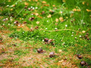 Big snails gathered on a field during mating season. Abstract dating and meeting new love flame concept. Growing theme.