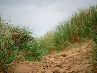 Tall green grass grows on a sand dune, Cloudy sky in the background. Simple nature scene with calm relaxing mood.
