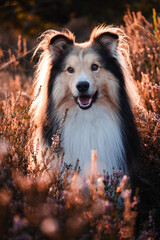Sheltie Rüde sitzt zum Sonnenuntergang in der Heide