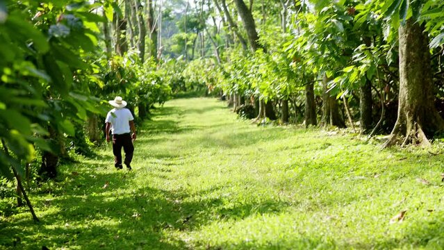 Farmer tours the cocoa plantation to evaluate the plants and their fruits.
