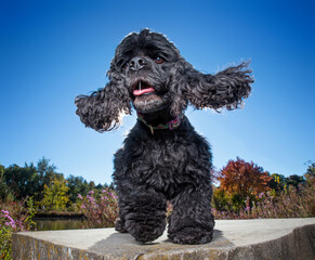 cute dog outside in a natural environment