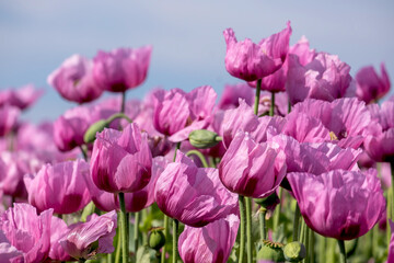 Schlafmohnfeld (Papaver somniferum), Anbau von Speisemohn, Mohnfeld