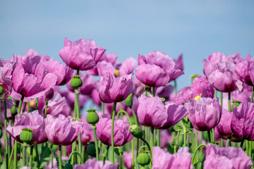 Schlafmohnfeld (Papaver somniferum), Anbau von Speisemohn, Mohnfeld