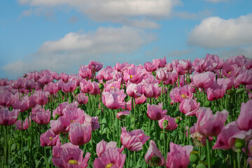 Schlafmohnfeld (Papaver somniferum), Anbau von Speisemohn, Mohnfeld