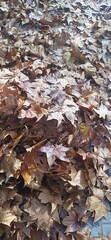 autumn leaves background