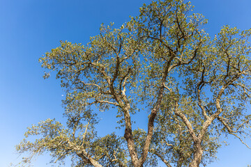Twigs of cork oak tree with green leaves and brown bark on a blue sky background in summer in a park