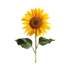 Sunflower, Isolated On Transparent Background, Bright Colors
