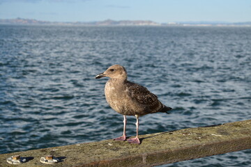 A juvenile brown seagull standing on the wooden handrail of the boardwalk at Pier 39 in downtown San Francisco