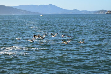 A flock of white pelicans flying low over the blue water of San Francisco Bay