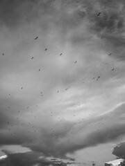 Black and white sky with bird flying by