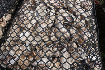 wire mesh bags with oyster shells