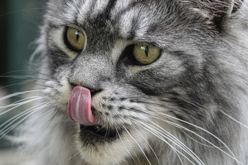 gray Maine Coon cat licks his nose