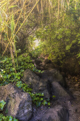 Fototapeta premium Natural Tunnel: Pathway Through the Green