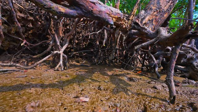 Mangrove habitat with crabs and mudskippers