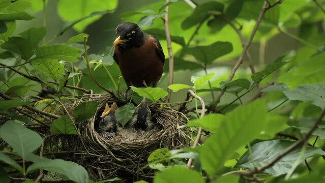 American Robin (Turdus migratorius) on a nest with chiks in the summer forest near Wilmington (Delaware).