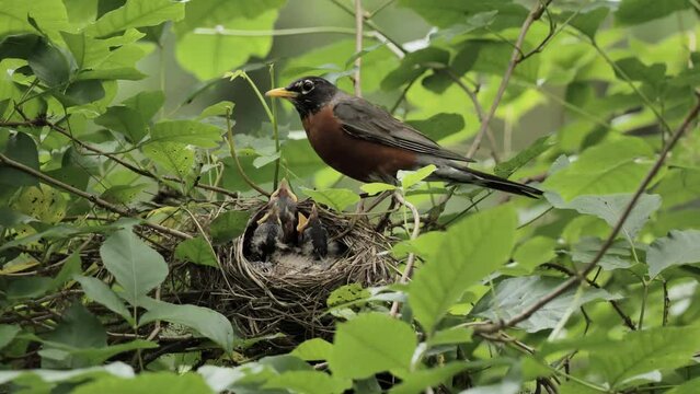 American Robin (Turdus migratorius) on a nest with chiks in the summer forest near Wilmington (Delaware).