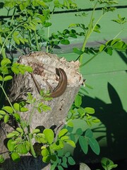Lizards on trees