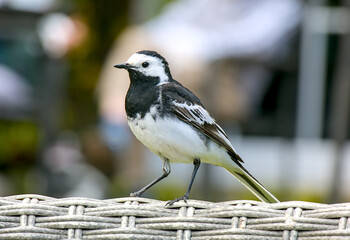 bird on the fence