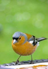 Bird