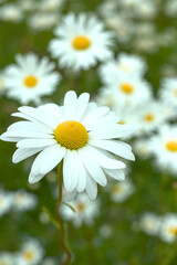 daisies in a field