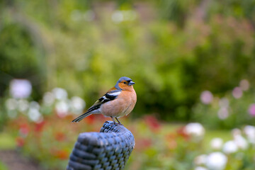 Bird in the garden 