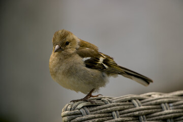 sparrow on a fence