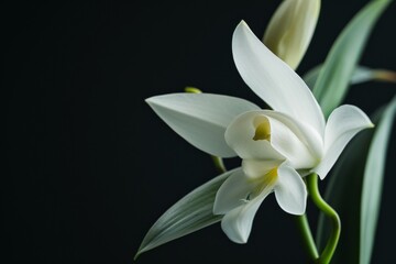 Obraz premium flower Photography, Angraecum sesquipedale, copy space on right, close up, Isolated on Black Background