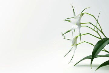 Naklejka premium flower Photography, Angraecum sesquipedale, copy space on right, Isolated on white Background
